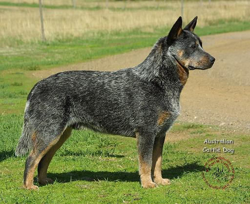 Australian Cattle Dog 9F060D-03.JPG
